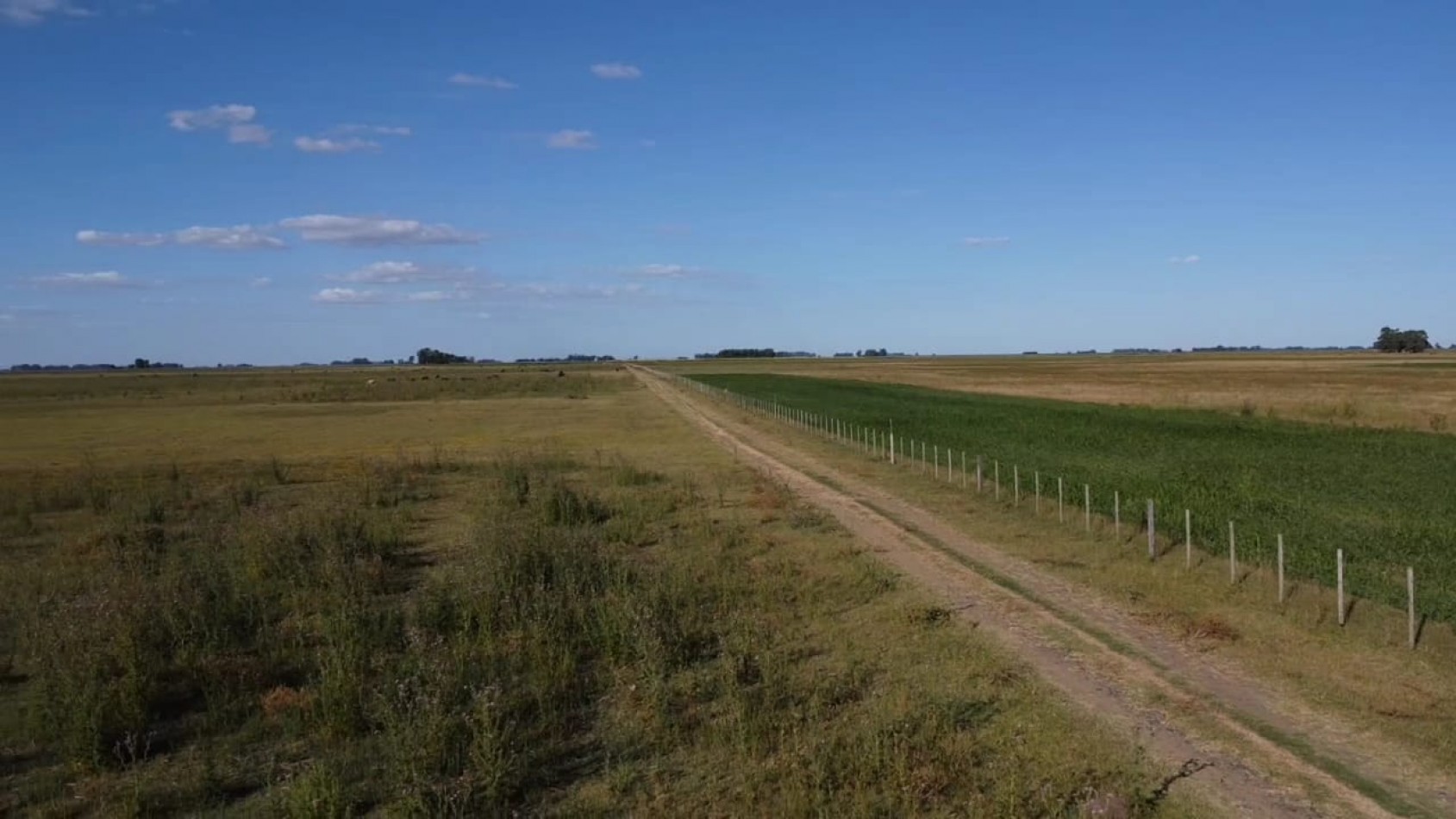 VENTA CAMPO 178 HAS MIXTO 