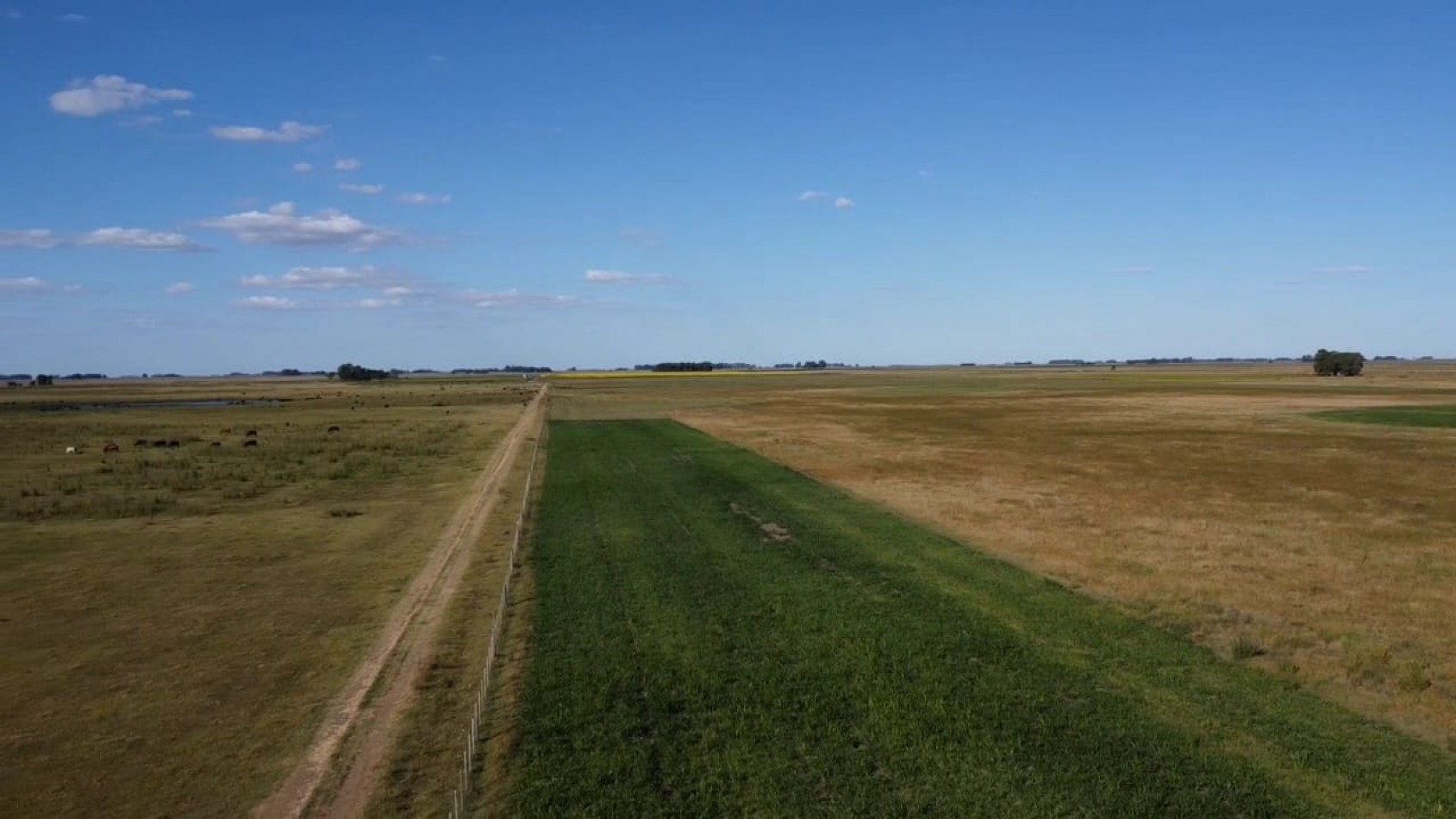 VENTA CAMPO 178 HAS MIXTO 