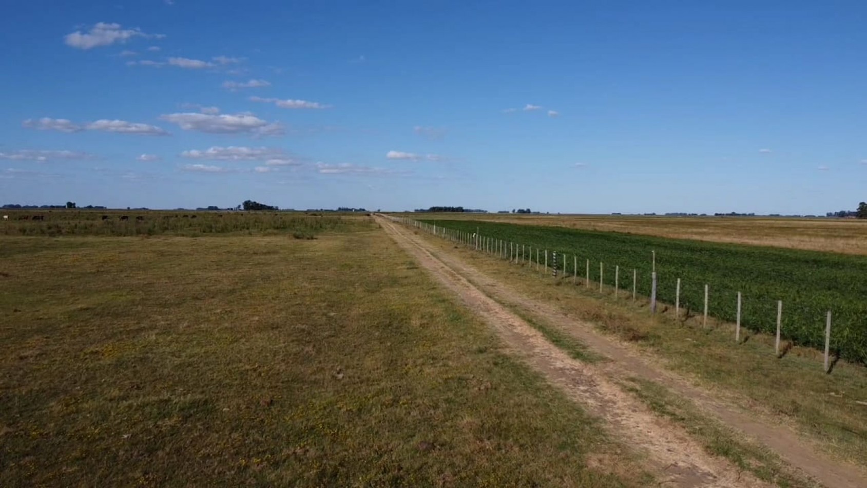 VENTA CAMPO 178 HAS MIXTO 