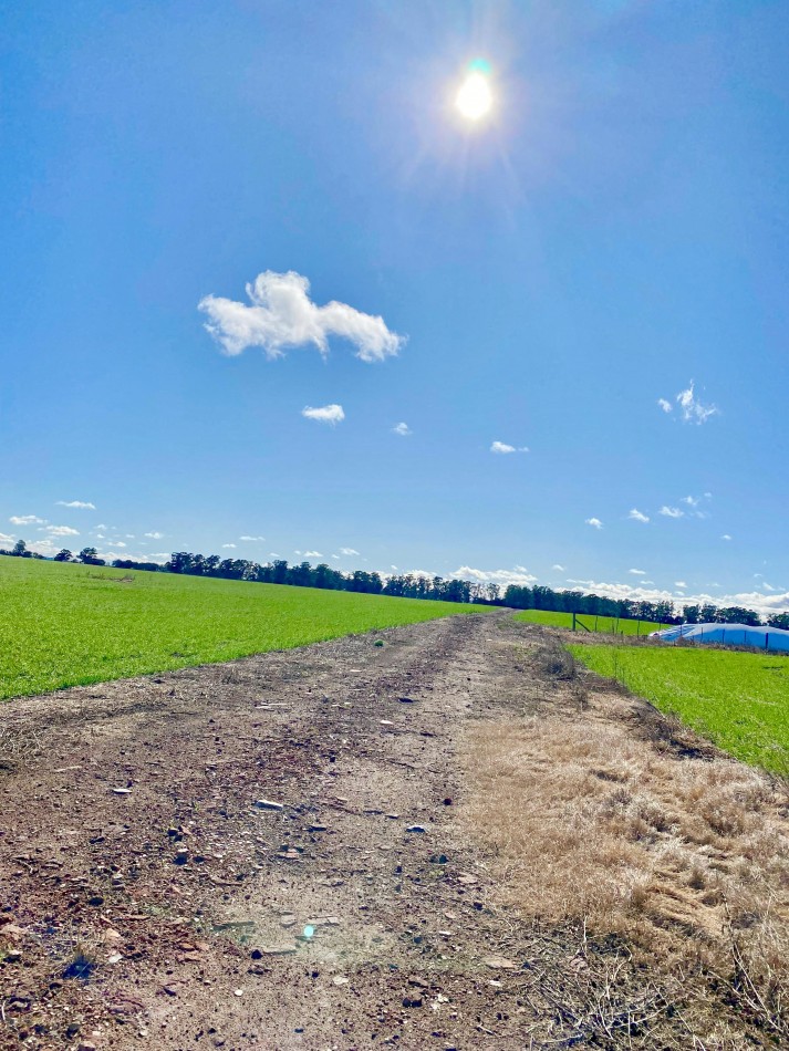 VENTA CAMPO AGRICOLA 431 HAS PARDIDO DE TANDIL