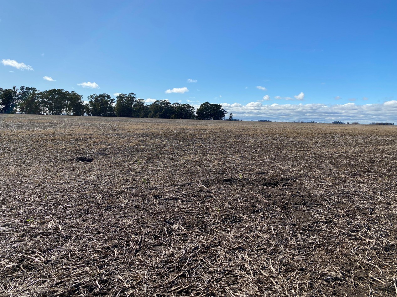 VENTA CAMPO AGRICOLA 431 HAS PARDIDO DE TANDIL