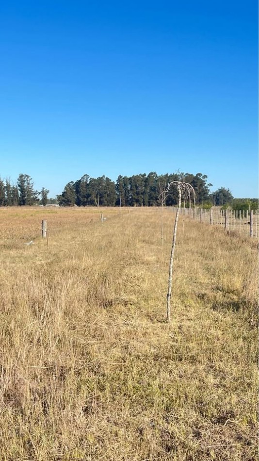 Quinta 5 ha Ayacucho con molino y acceso mejorado