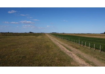 VENTA CAMPO 178 HAS MIXTO 